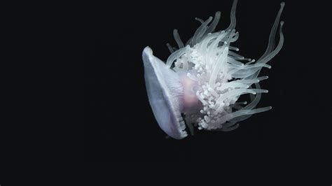 Wallpaper Id 23605 Jellyfish Aquatic Tentacles Swim Underwater