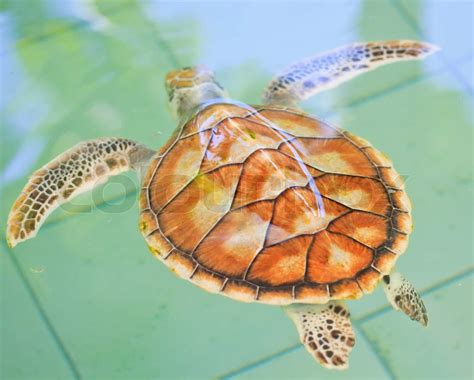 Havskildpadde Bevarelse Bevarelse Af Marine Arter Stock Foto Colourbox