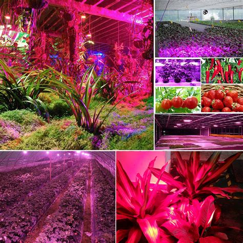 Unlike the bulbs in chandeliers or sconces, grow lights emit a spectrum of light that's similar to the sun's. 3000W 100 LED Grow Light Full Spectrum DIY Spectral Ratio Dimmable Grow Lights for Indoor Plants ...
