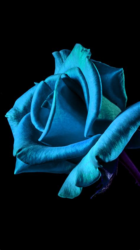 Free Download Flower Rose Blue Dark Beautiful Best Nature Android
