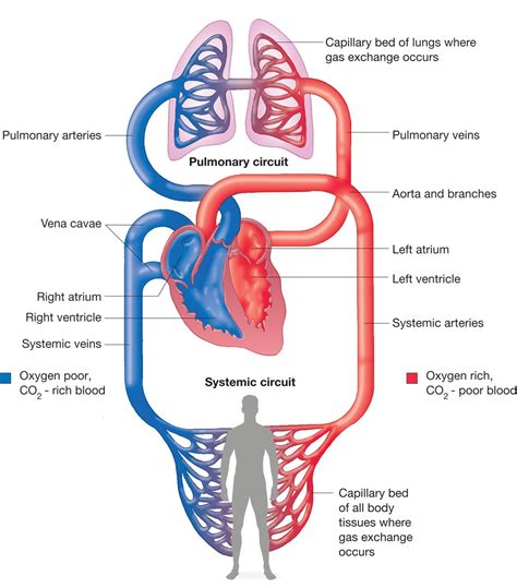 Circulatory System Diagram Labeled With Function