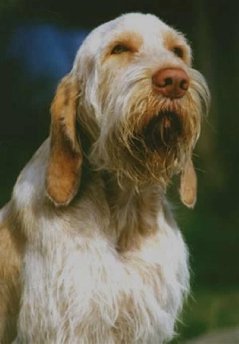 The Spinone Italiano A Guide For Owners Pethelpful