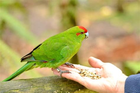 Red Crowned Parakeet North Island New Zealand Stock Photo Image Of