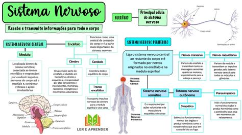 Mapa mental Sistema nervoso Baixe grátis em PDF Ler e Aprender
