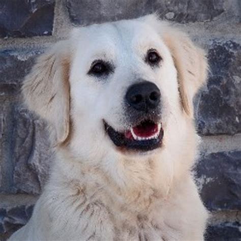 Browse through our breeder's listings and find your. Ironhill Retrievers - Goldens, Golden Retriever Breeder in ...