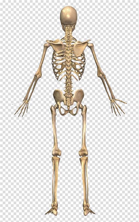 Skeletal System The Skeletal System Human Skeleton Human Back Human