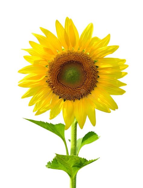 Sunflower Stock Image Image Of Single Yellow Nature 36173535