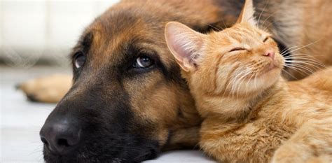 Why Dogs Are Better Than Cats Scientifically