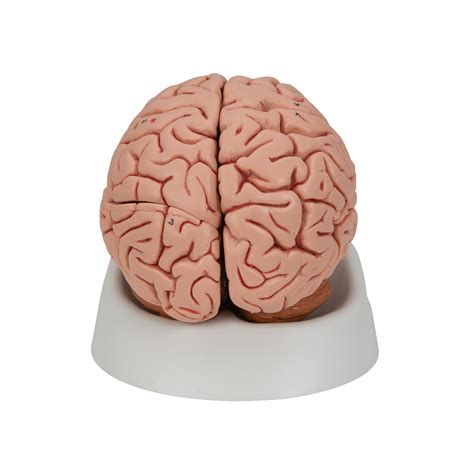Anatomical Teaching Models Plastic Human Brain Models Classic 5