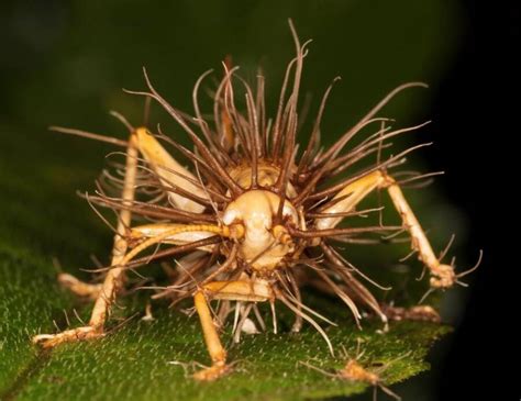 Cordyceps The Parasitic Fungus That Makes Insects Grow Horns