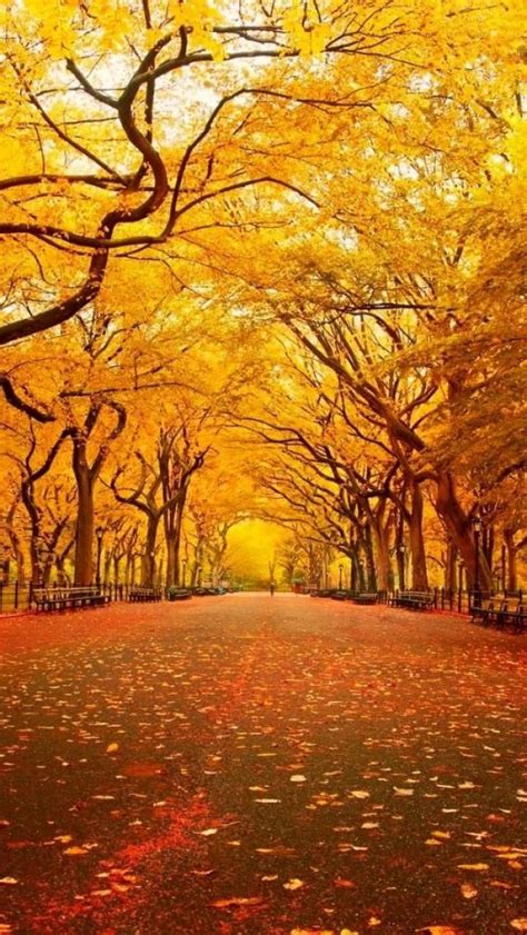 Central Park Fall Wallpaper