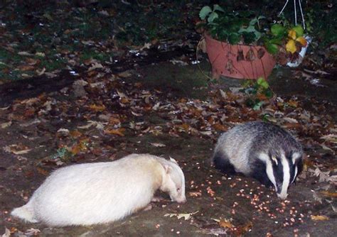 Erythristic Badgers Are Very Rare And Have A Very Slight Genetic