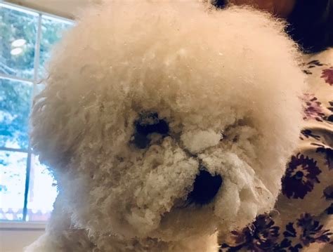 Abominable Snow Dog