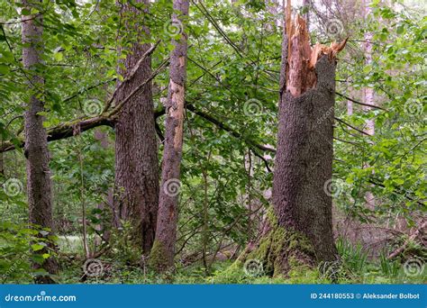 Springtime Deciduous Stand With Old Broken Spruces Stock Image Image