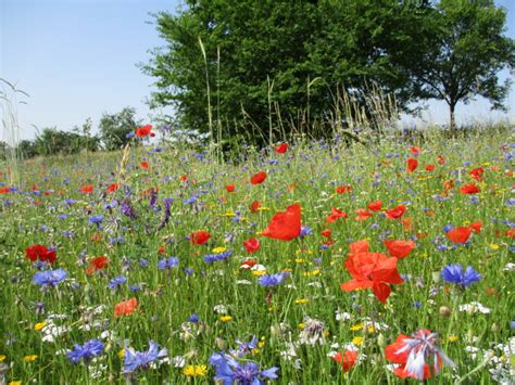 Baldur garten kundenservice bensheim offnungszeiten telefon adresse. Stadt spendiert Naturwiese im Garten - Stadtverwaltung ...