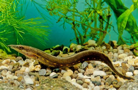 15 Popular Fish That Look Like Eels Fishlab