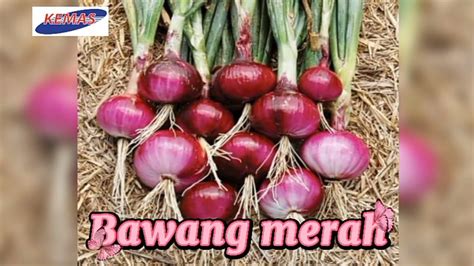 Sayur Sayuran Umbisi Youtube