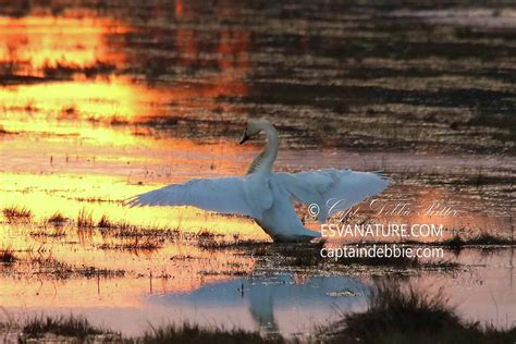 Tundra Swan At Sunset 4 Photograph By Captain Debbie Ritter Fine Art