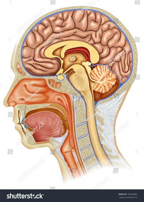 Dissection Human Head Profile All Elements Stock Illustration 198226085 Shutterstock