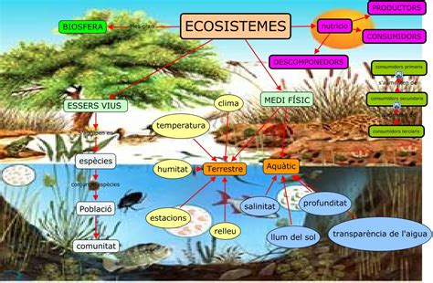 Cuadro Sinoptico De Los Ecosistemas Terrestres Creampie