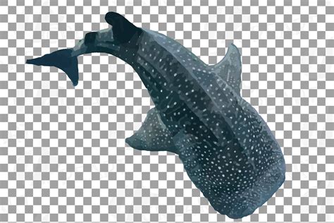 Watercolor whale shark clip art pack, colorful whale shark (220827