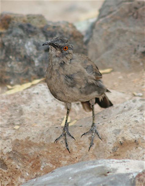 Maybe you would like to learn more about one of these? Juvenile Curve-billed Thrashers - The Firefly Forest