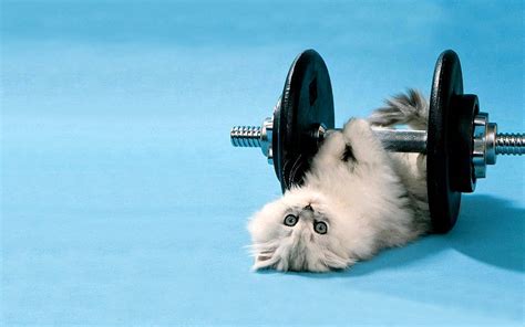 Cute White Cat Lifting Weights Cat At Gym