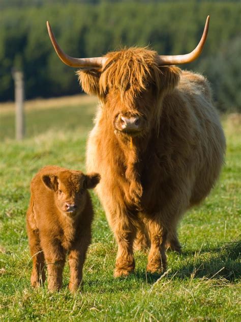 Image Result For Highland Cows Highland Calf Scottish Highland Cow