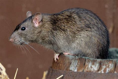 Brown Rats Portland Pest Guard