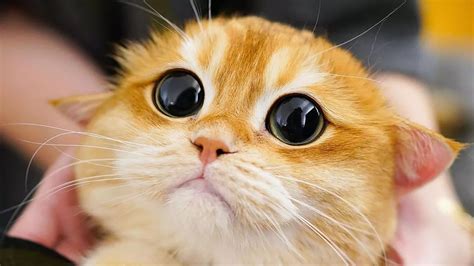Cute Cat That Looks Exactly Like Shreks Puss In Boots Has Internet Swooning Mirror Online