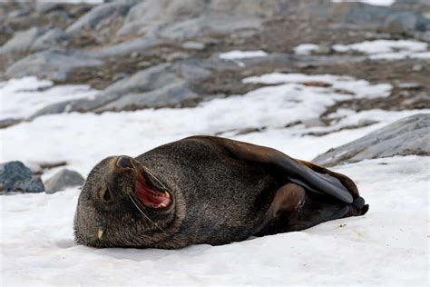 Wildlife In Antarctica Incredible Close Up Encounters