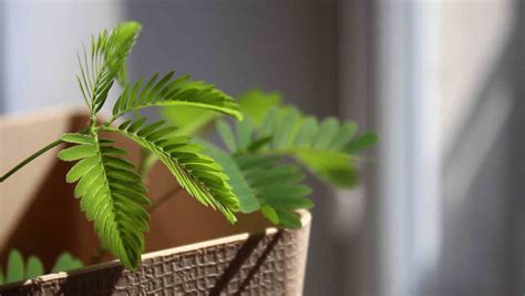 Mimosa Pudica Plant Care Guide Plantophiles