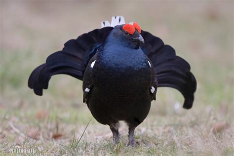 Black Grouse Photos Black Grouse Images Nature Wildlife Pictures