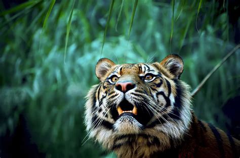 Animals Nature Tiger Wallpapers Hd Desktop And Mobile