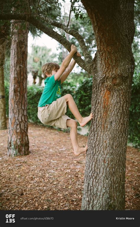 Young Boy Climbing Up On A Tree Branch Stock Photo Offset