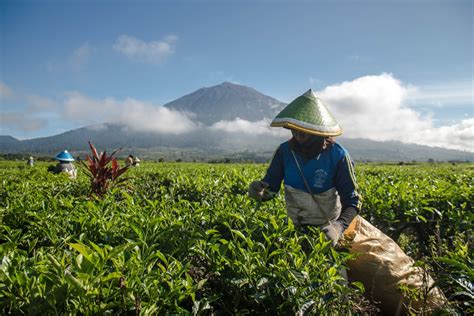 Find Wellness In These 7 Indonesian Tea Garden Locations Indonesia Travel