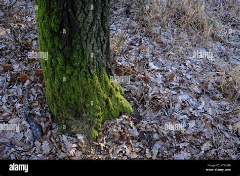 Mossy Oak Tree Trunk Bark In The Forests Of Hungary Stock Photo Alamy