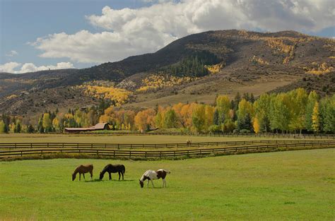 Horses Grazing In Autumn Pasture Photograph By Chapin31 Fine Art America