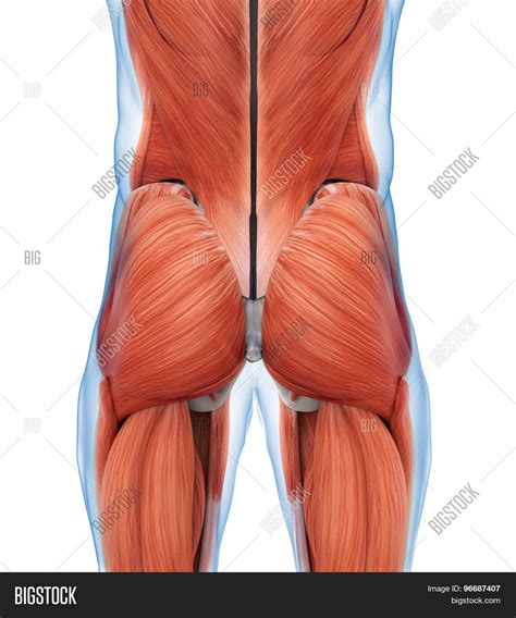 At the top of the buttocks lies a perfect spot for massage: Buttock Muscles Image & Photo (Free Trial) | Bigstock