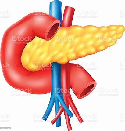 Pancreas Cartoon Human Anatomy Internal Illustration Vector
