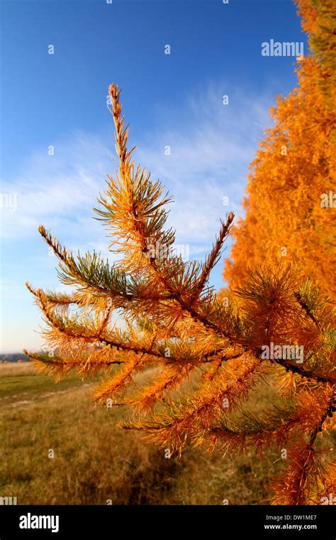 Autumn Golden Larch Tree Stock Photo Alamy