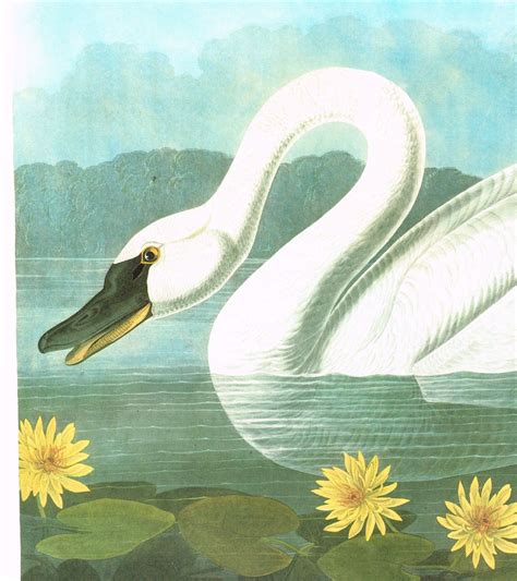 Audubon Large Vintage Bird Print Whistiling Swan Birds Of America