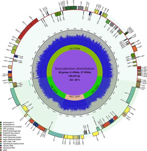 Complete Chloroplast Genome Of Toxicodendron Diversilobum The Genome