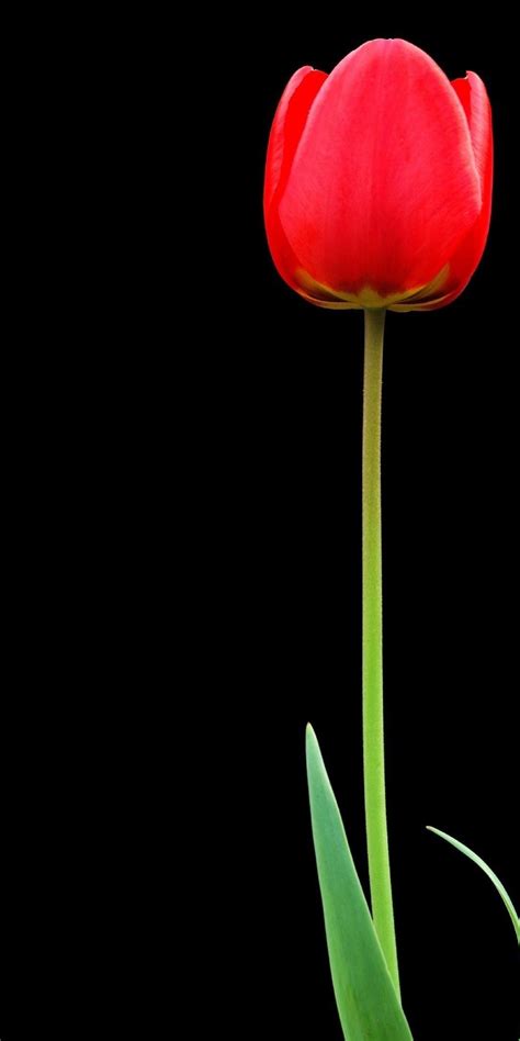 Tulip Red Flower Ultra Hd Wallpaper 1080x2160