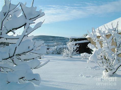 Deep Snow In The Orchard Photograph By Phil Banks Fine Art America