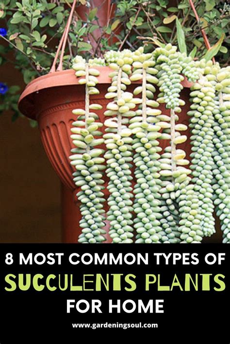 Home garden succulent 118+ different types of succulents with names, photos for indoors and outdoors. 8 Most Common Types Of Succulents Plants For Home