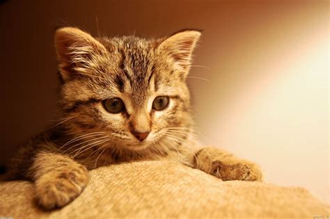 Cute And Beautiful Different Types Of Cats Addictive Blogs