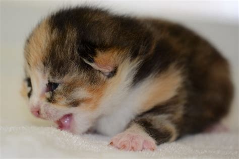 Little Calico Kitten Flickr Photo Sharing