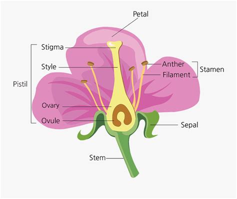 Parts Of A Flower And Their Functions Green Flower - Flower Parts ...