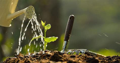 10 Ways To Conserve Water And Grow Beautiful Gardens Farmers Almanac